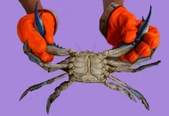 Ternak Kepiting Di Kolam Terpal Sebagai Peluang Usaha yang Menarik