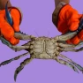 Ternak Kepiting Di Kolam Terpal Sebagai Peluang Usaha yang Menarik