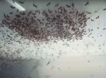 Nyamuk Wolbachia Bukan Senjata Biologis