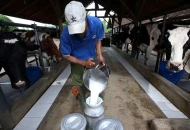 Tren Konsumsi Susu Mentah Ramai di Medsos, Bahaya Bagi Kesehatan